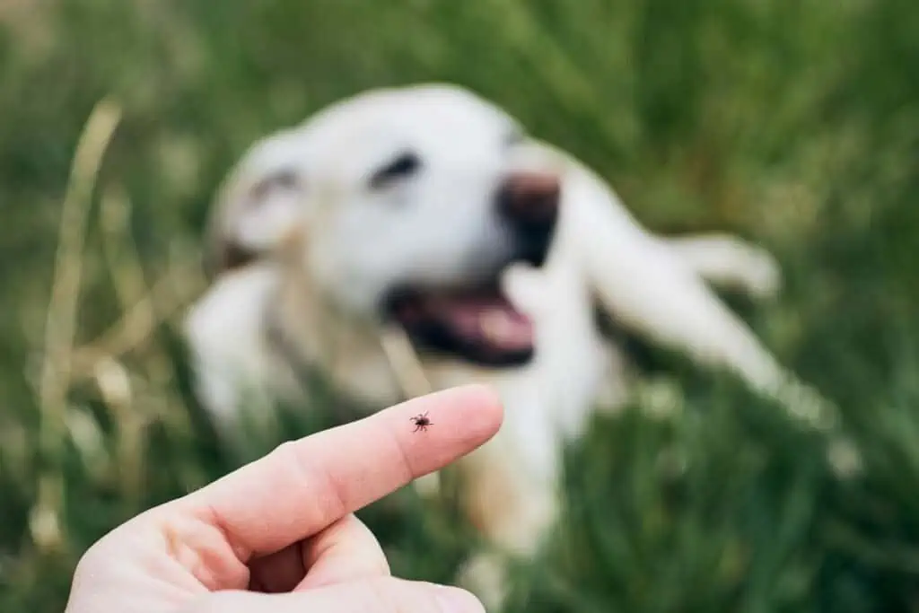 kokosöl gegen zecken hund