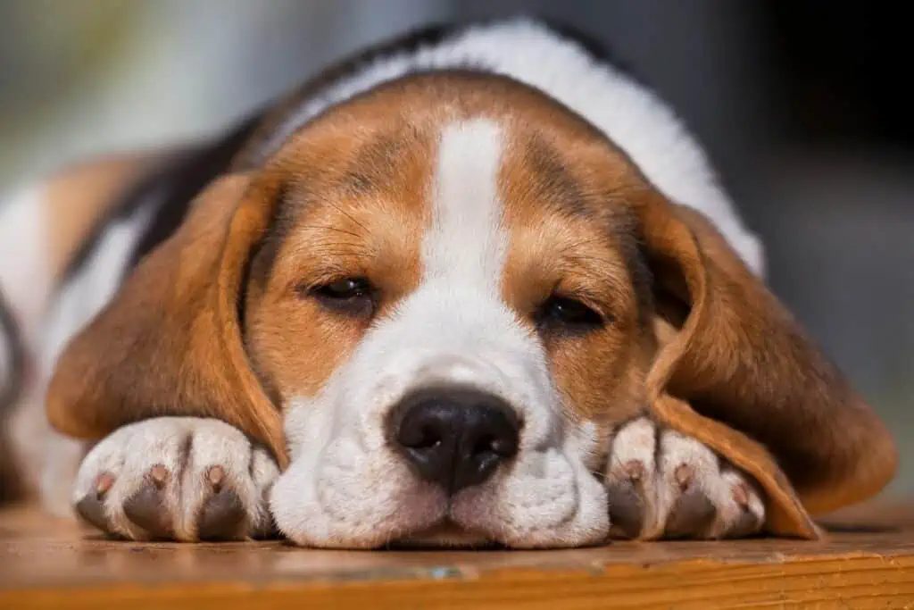 Welche Nebenwirkungen kann die Leptospirose-Impfung bei Hunden haben?