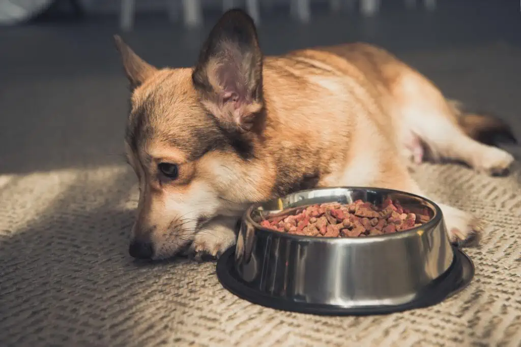 Was sind die häufigsten Ursachen für Magenprobleme beim Hund?