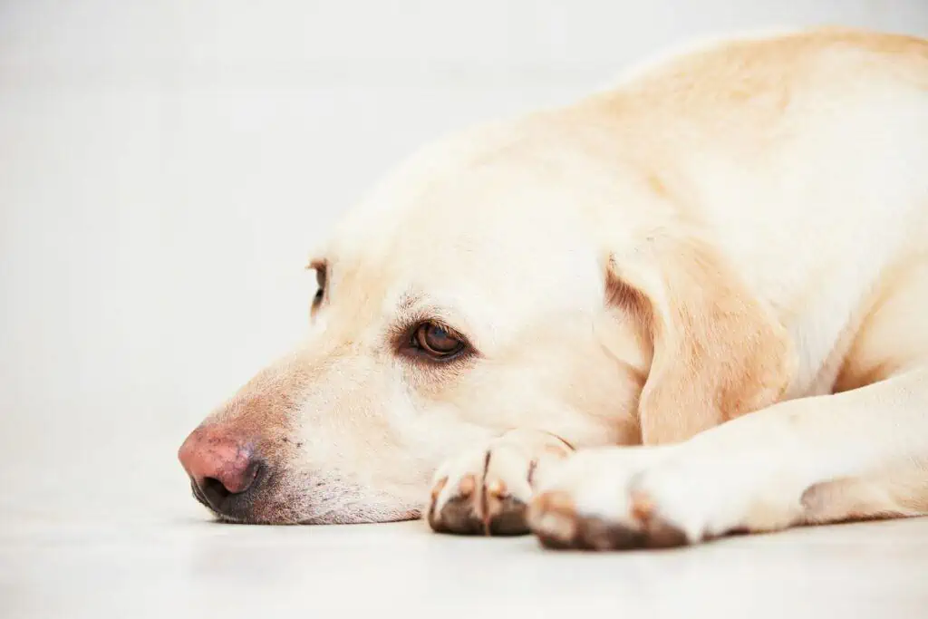 Gibt es Nebenwirkungen bei der Verwendung von MCT-Öl beim Hund?