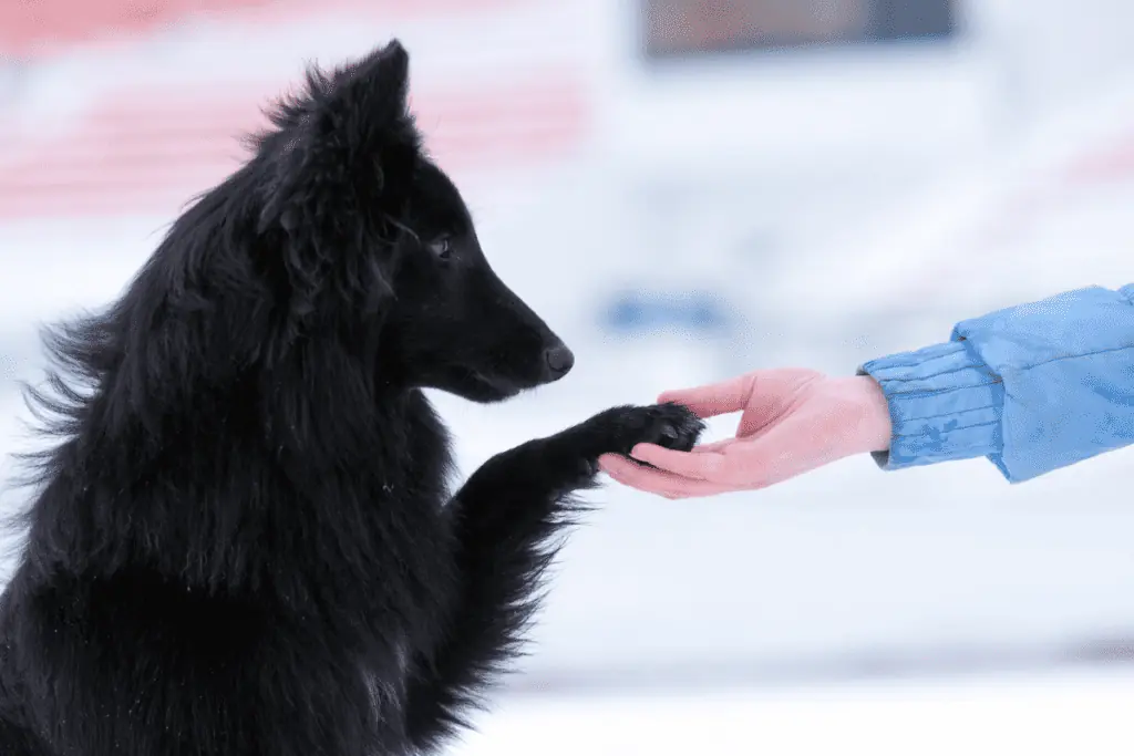 Warum ist Medical Training für Hunde wichtig?