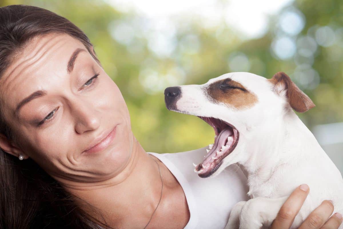 Mundgeruch beim Hund Das kannst du dagegen tun! (Tipps)