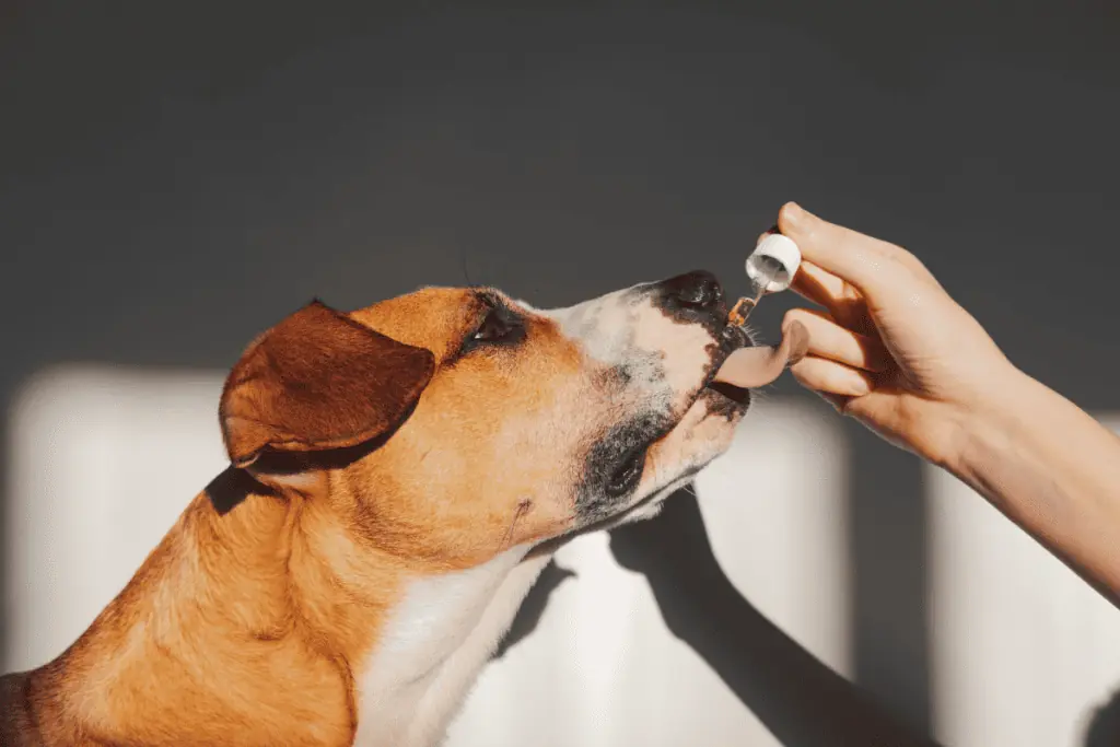 Wie kann Kokosöl gegen Mundgeruch beim Hund eingesetzt werden?