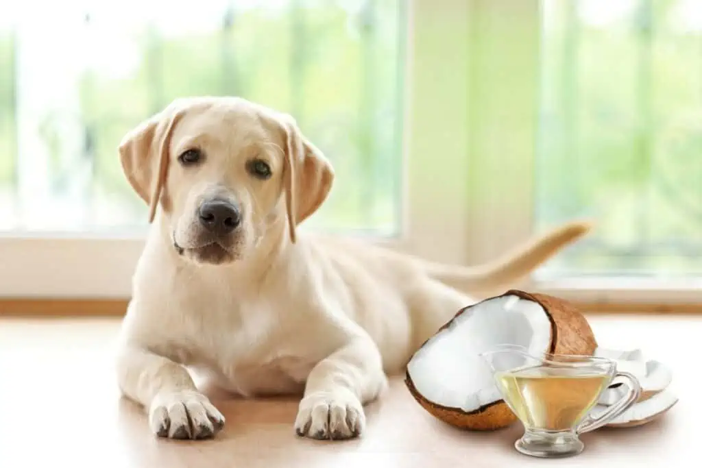 Wie funktioniert natürlicher Zeckenschutz für Hunde, und welche Öle eignen sich dafür?