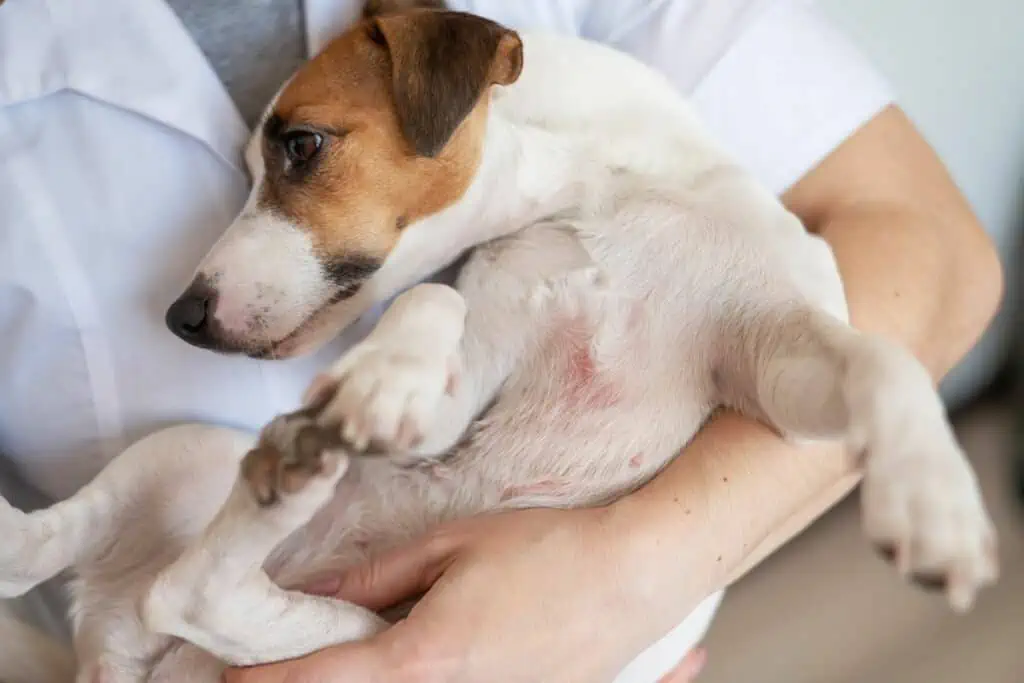 Welche Alternativen gibt es zu natürlichen Zeckenschutzmitteln für Hunde?