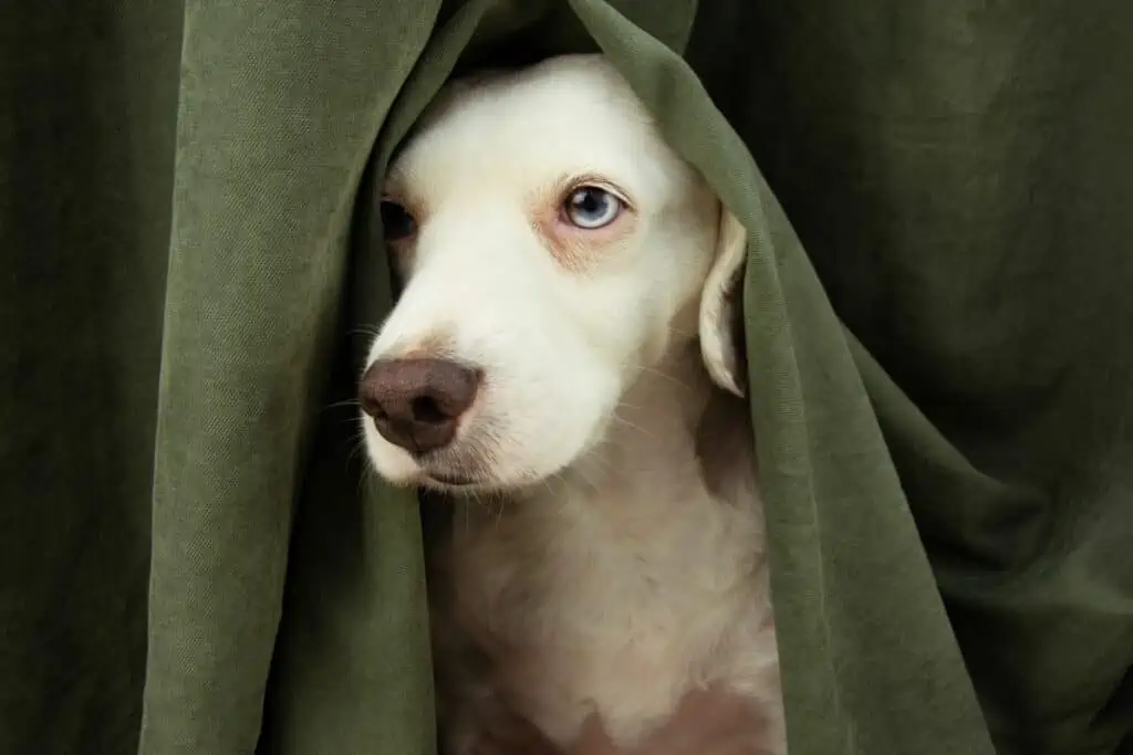 Sedarom für Hunde: Was ist das, und wofür wird es angewendet?