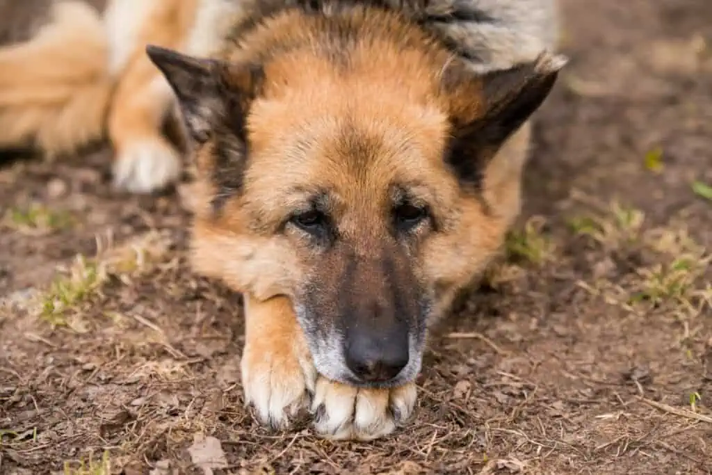 Wie lange kann ein Hund mit dilatativer Kardiomyopathie noch leben?