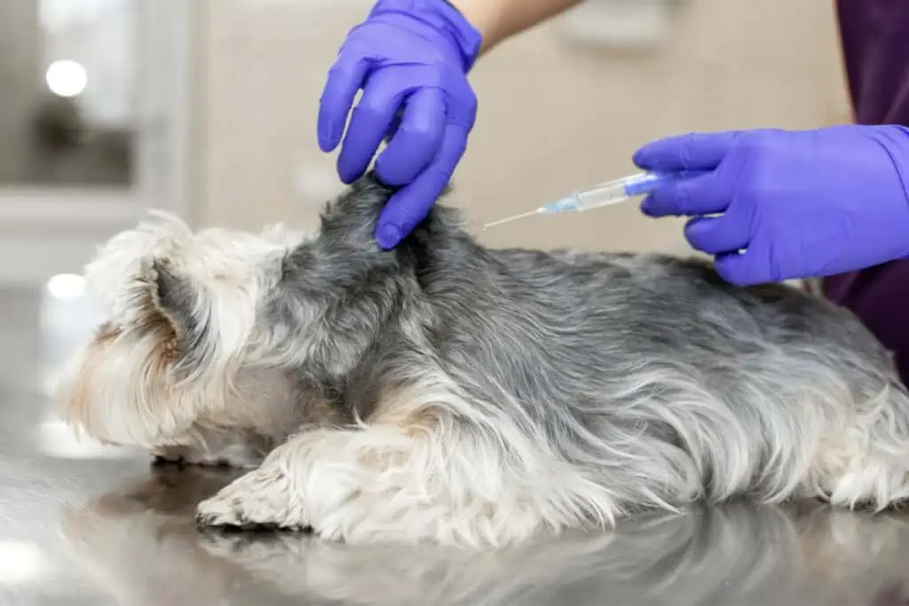 Wie oft sollte man einen Hund gegen SHPPi impfen lassen?