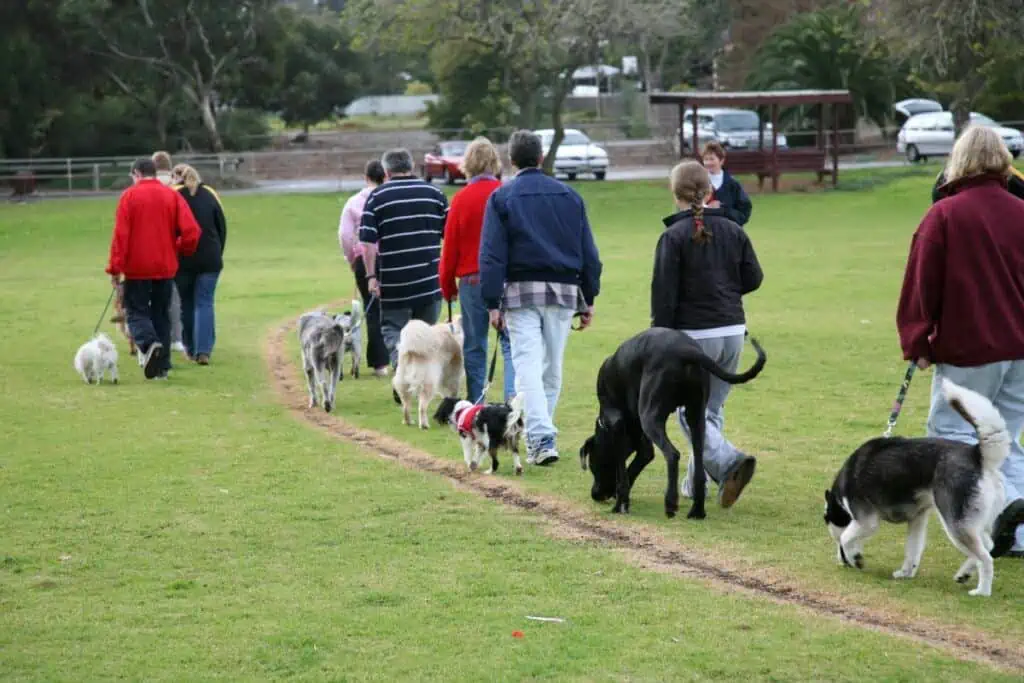 Wo finde ich einen Social Walk für Hunde in meiner Nähe? 