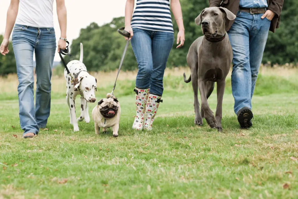 Was ist ein Social Walk für Hunde, und wie funktioniert er? 