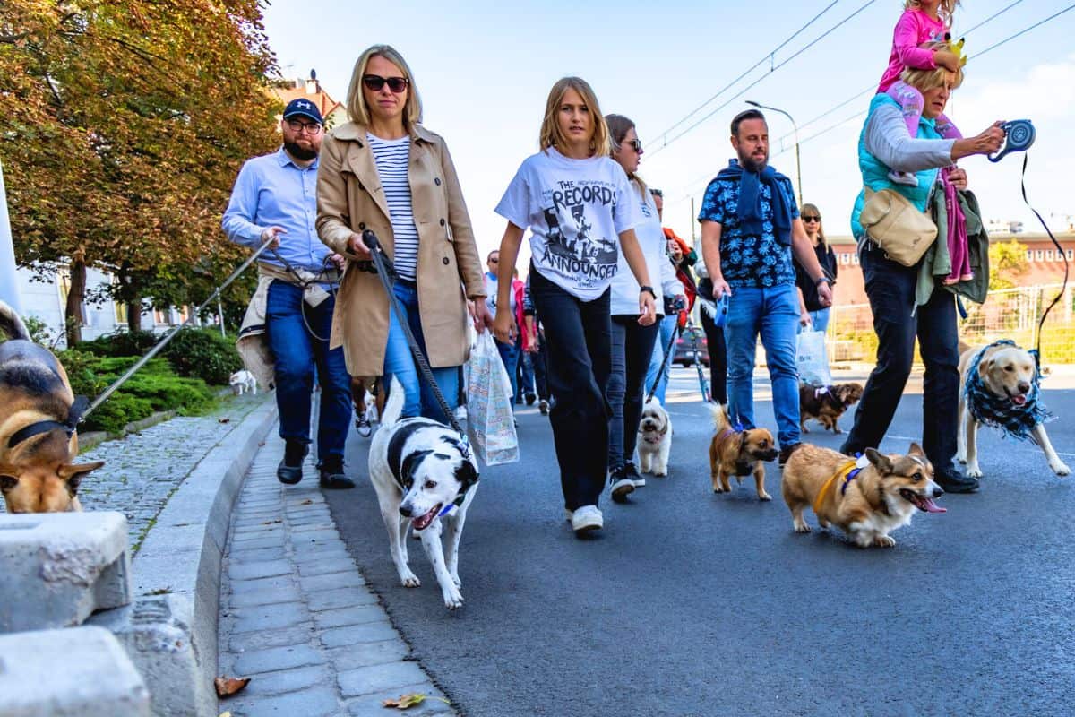 Social Walk für Hunde: Das musst du beachten! (Ratgeber)