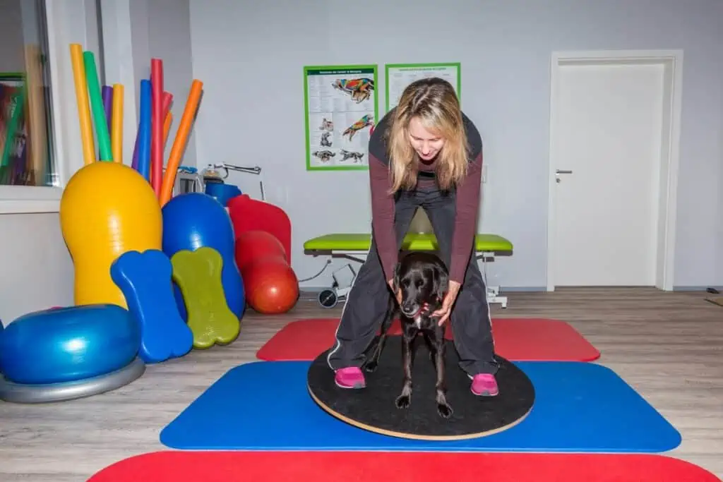 Wie kann man das Gangbild eines Hundes mit Spondylose verbessern?