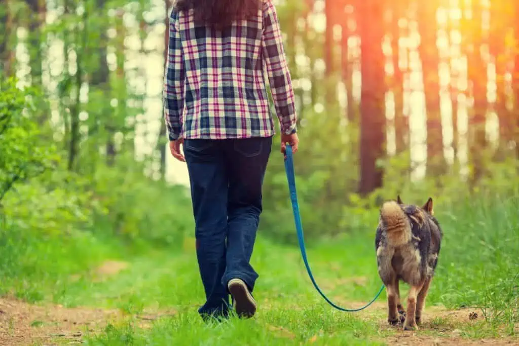 Wie viel Bewegung braucht ein Hund mit Spondylose?
