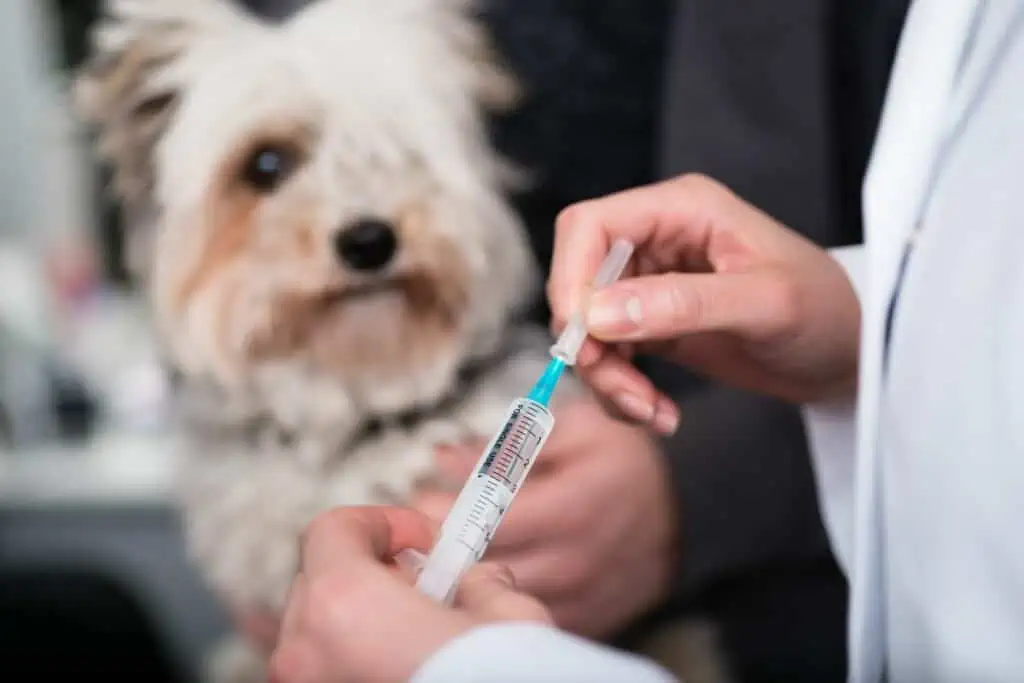 Wie oft sollte mein Hund gegen Staupe geimpft werden, und warum ist die Impfung wichtig?
