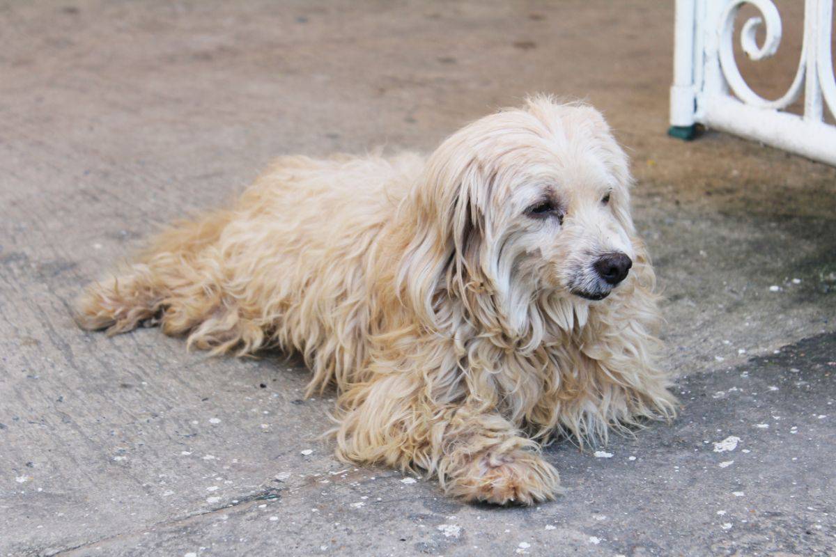 Wie Sieht Stumpfes Fell Bei Hunden Aus Hund hat stumpfes Fell: Das steckt dahinter! (Ratgeber)