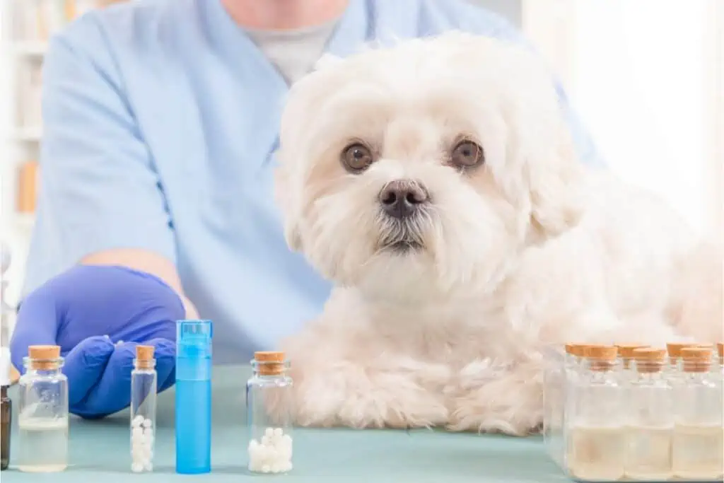 Gibt es Alternativen zur SUC-Therapie für den Hund?