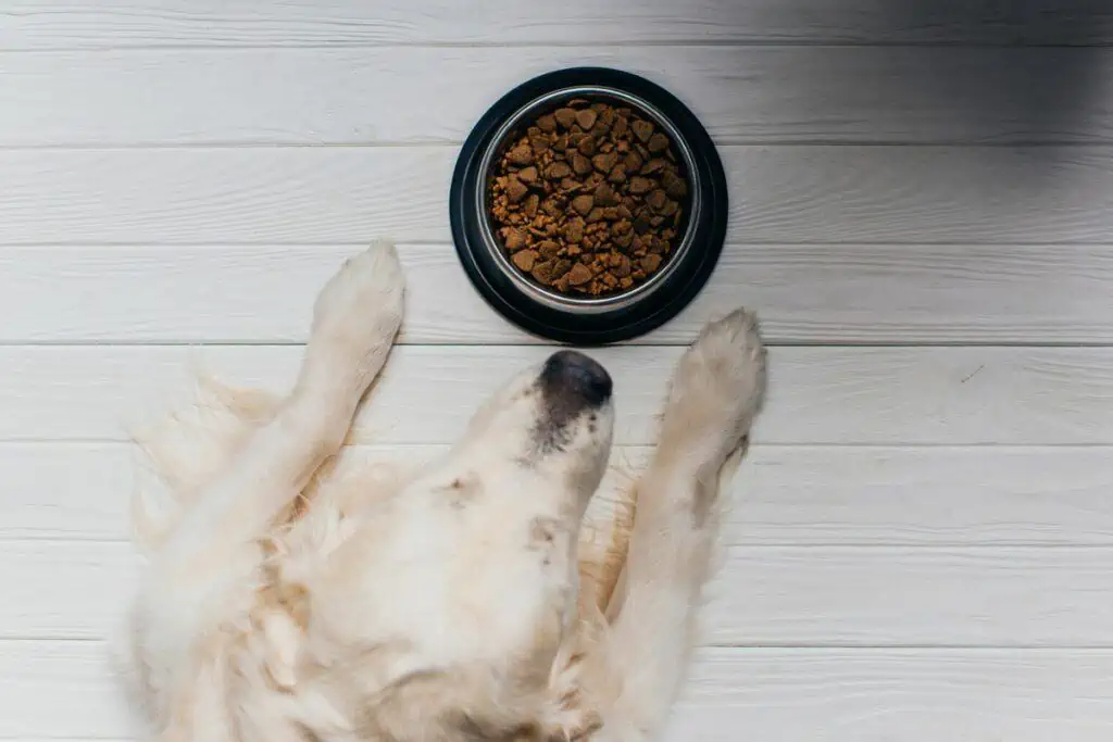 trockenfutter für wählerische hunde