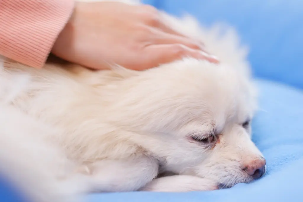 Wie kann man einen Hund mit Vestibularsyndrom noch unterstützen?