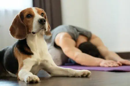 yoga mit hund