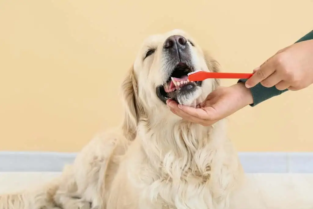 Wie wird Kokosöl bei einer Zahnfleischentzündung beim Hund angewendet?