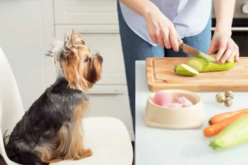 Wie kann ich die Ernährung meines Hundes umstellen?