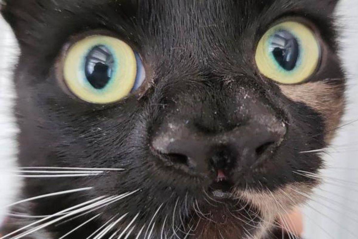 New cat in the animal shelter amazes carers: Why her nose is so huge simply leaves you speechless