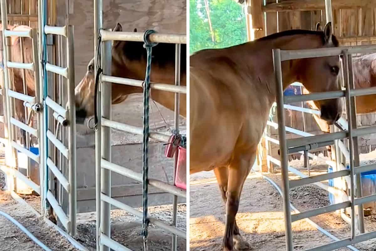 Pferd will seinen Freund besuchen - wie ihm ein besonderes Talent dabei ...