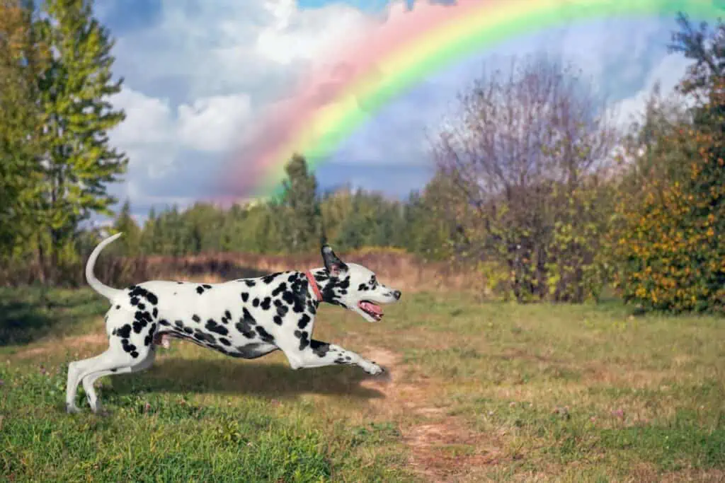 abschiedsspruch abschied hund regenbogenbrücke