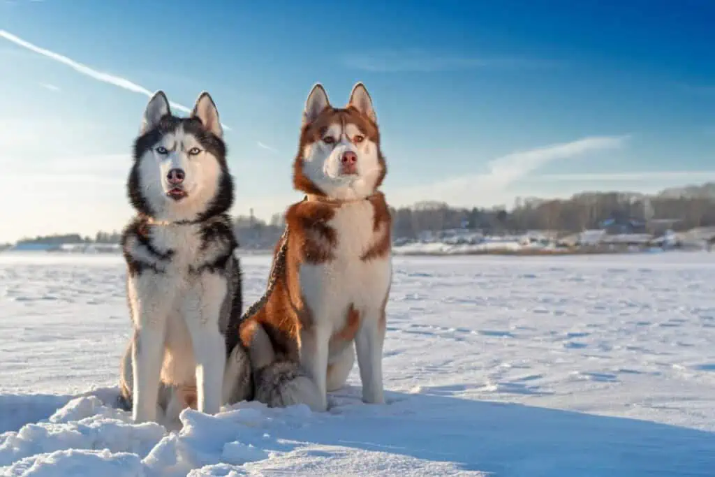 Weitere weibliche arktische Hundenamen für Hündinnen