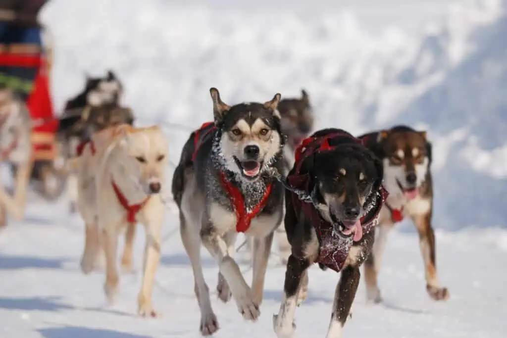 arktische hundenamen