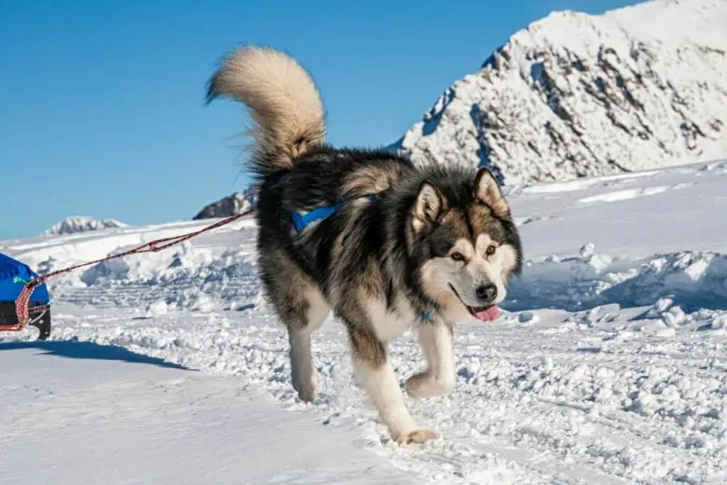 Weitere männliche arktische Hundenamen für Rüden