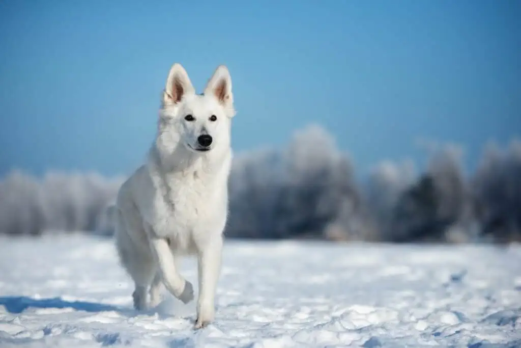 Top 10: Arktische Hundenamen