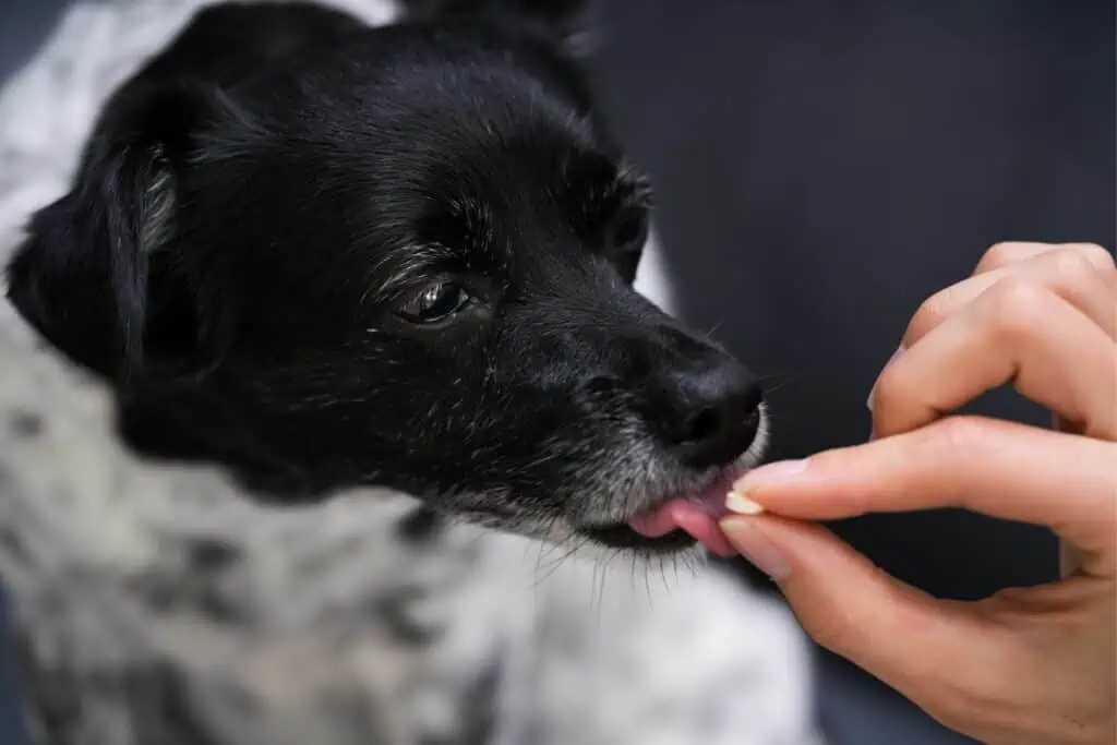Welche Behandlungsmöglichkeiten gibt es für Arthrose beim alten Hund?