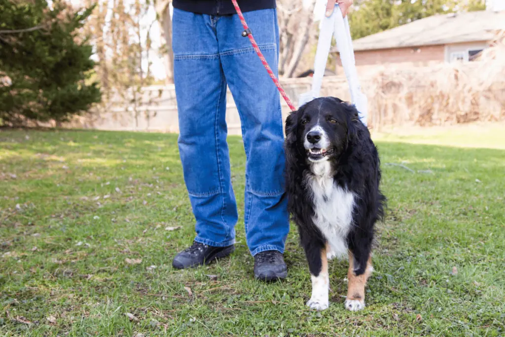 bandscheibenvorfall hund übungen