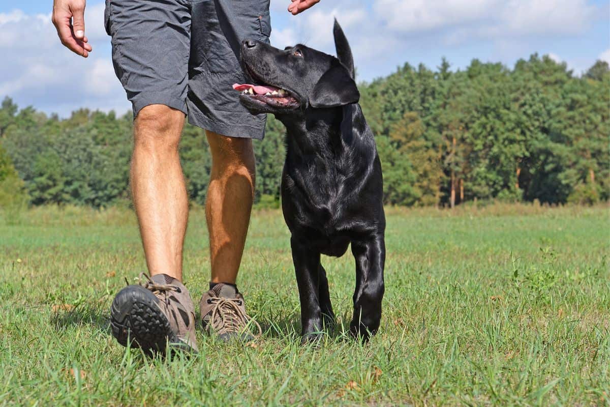 BH-Prüfung Für Hunde: Das Solltest Du Darüber Wissen!