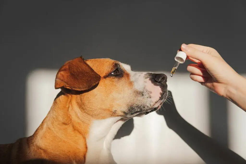 Welche Nebenwirkungen kann CBD-Öl beim Hund haben?