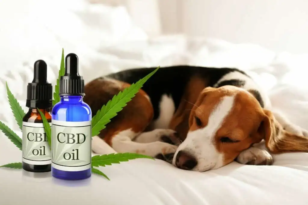 Welche Risiken kann eine Überdosierung von CBD-Öl beim Hund haben?