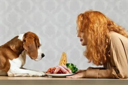 dürfen hunde kochschinken essen