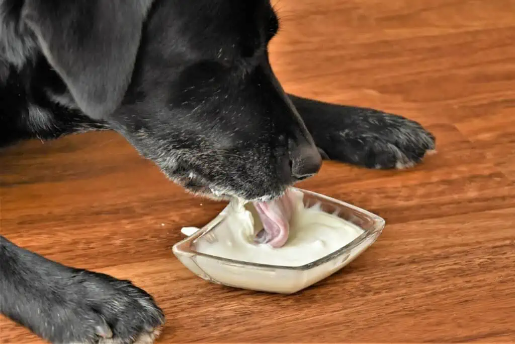 dürfen hunde skyr essen