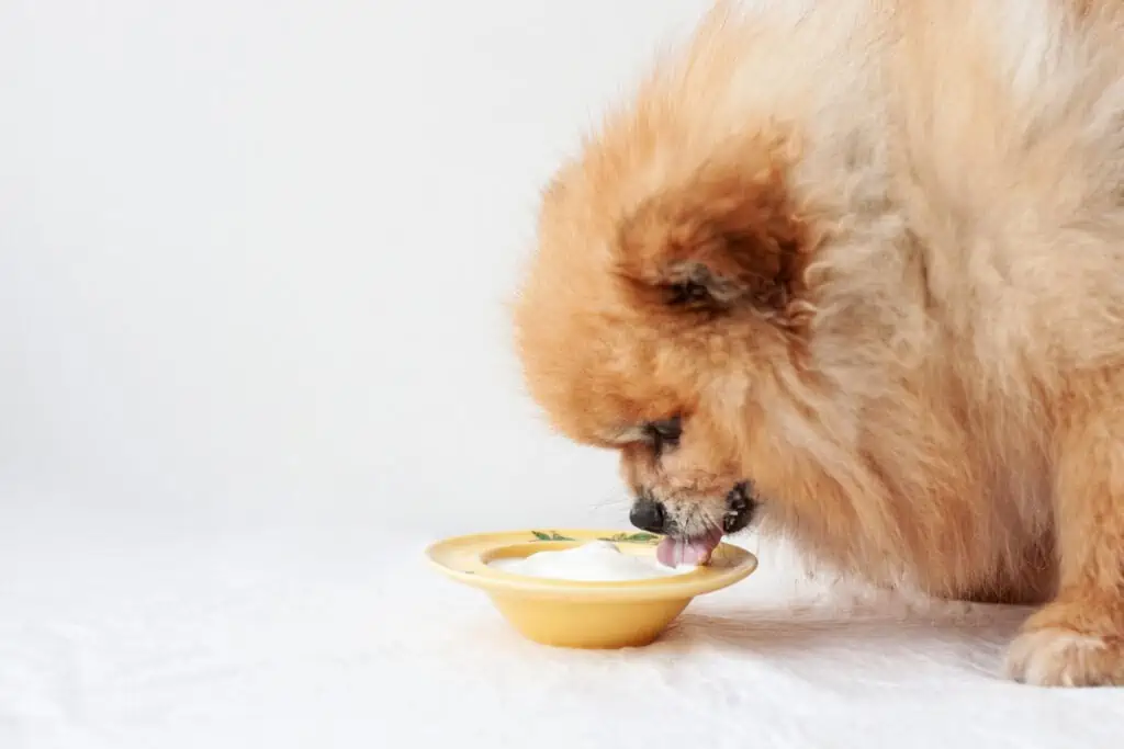 Ist Skyr für Hunde mit Laktoseintoleranz geeignet?