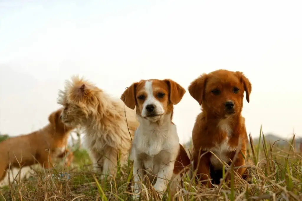 entwicklungsphasen hund tabelle