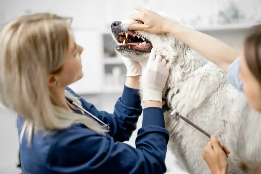 Wie wird ein fauler Zahn bei Hunden behandelt?