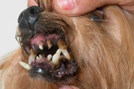 fauler zahn hund