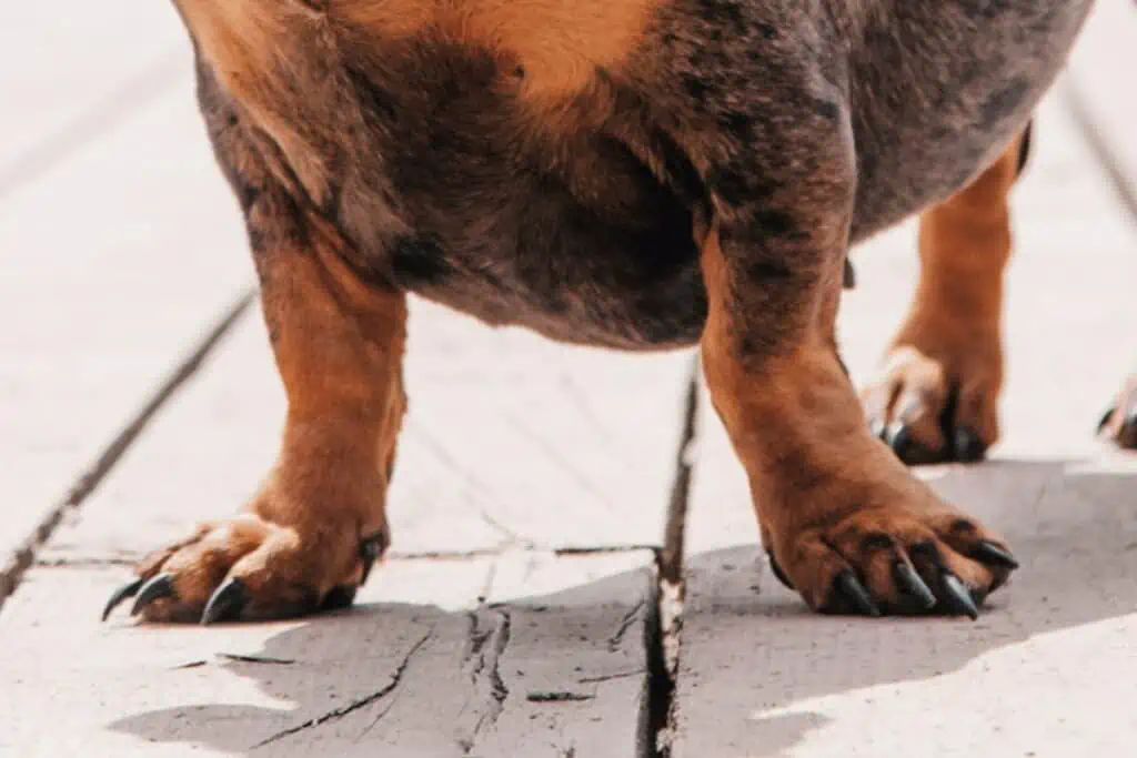 fehlstellung vorderpfoten hund