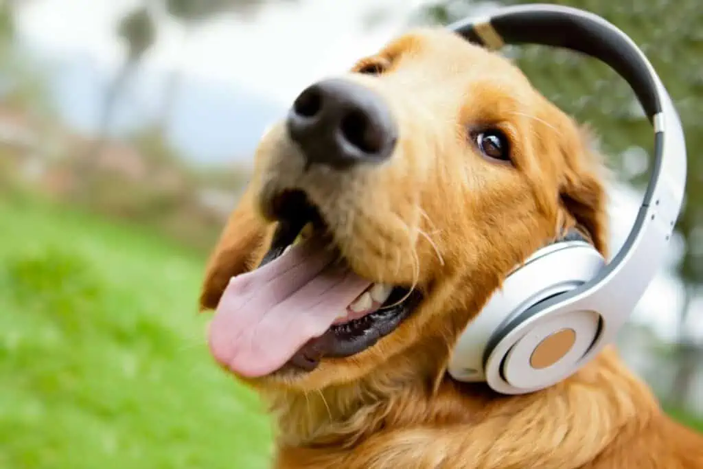 Welche Übungen eignen sich zur Geräusch-Desensibilisierung beim Hund?