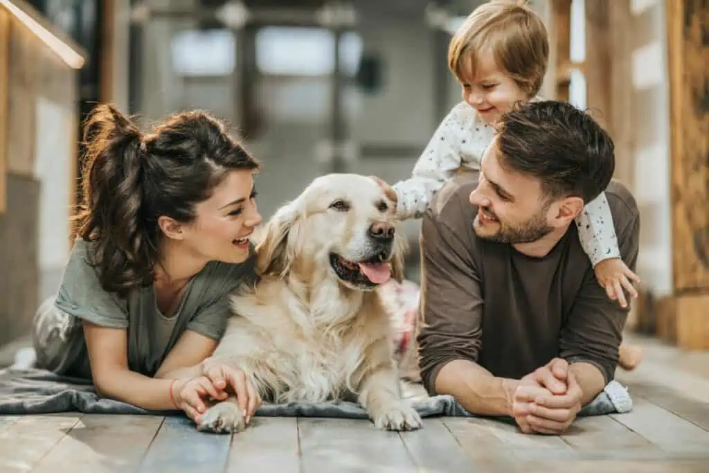 Kann ein Golden Retriever aus einer Arbeitslinie auch als Familienhund geeignet sein?