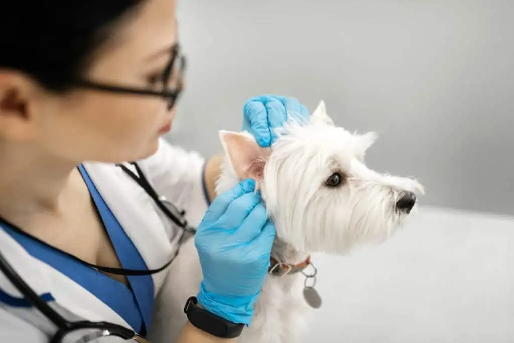 Wann sollte ich mit meinem Hund zum Tierarzt gehen, wenn er eine Granne im Ohr hat?