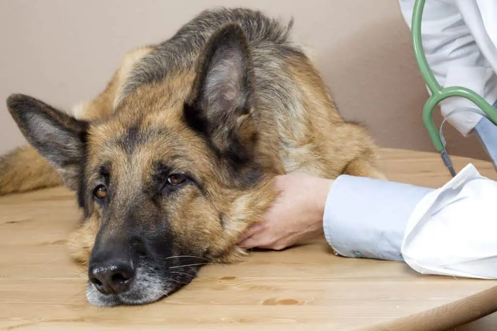 Können hormonelle Veränderungen beim Hund Epilepsie auslösen?