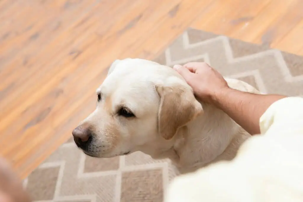 Gibt es Ausnahmefälle, in denen man seinen Hund am Nacken packen darf?