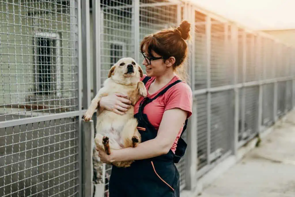 hund aus tierheim sofort mitnehmen